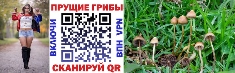 наркотики  Волосово  Псилоцибиновые грибы ЛСД 